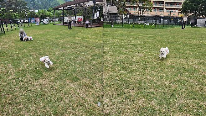 지난 23일 소노펫클럽앤리조트 ‘플레이그라운드’에서 반려견 새봄이 뛰어놀고 있다. 박윤희 기자