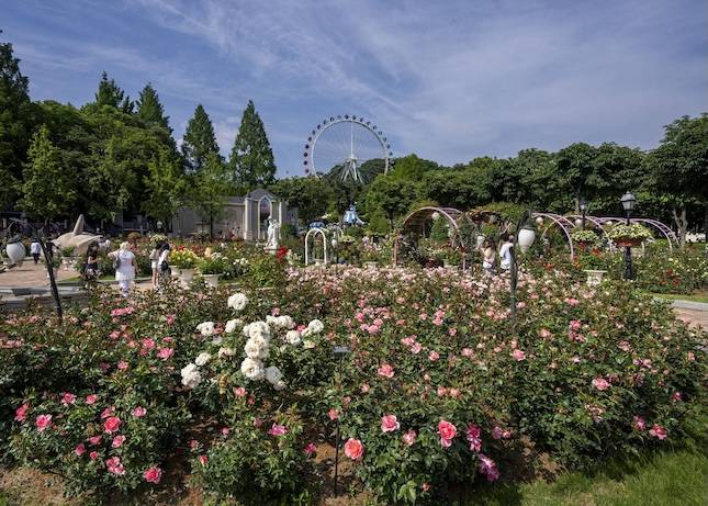 에버랜드 장미축제의 모습. / 사진=삼성물산