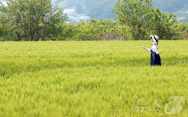 바람에 일렁이는 밀·보리가 장관인 충북 괴산군 감물면 들녘.(괴산군 제공. 재판매 및 DB금지)