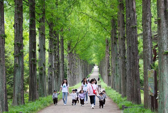 전남 나주시 전남도산림연구원으로 나들이 온 어린이들이 초록의 메타세콰이어길을 거닐고 있다./김영근 기자