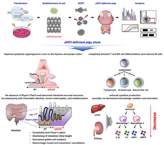 JAK3 넉아웃 미니돼지 개발 및 고도의 면역결핍 표현형 규명 모식도. 한국생명공학연구원 제공