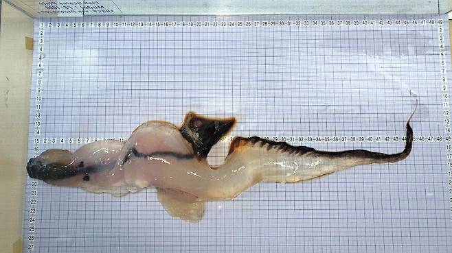 제주에서 발견된 카리나리아 크리스타타. 제주해양수산연구원 제공