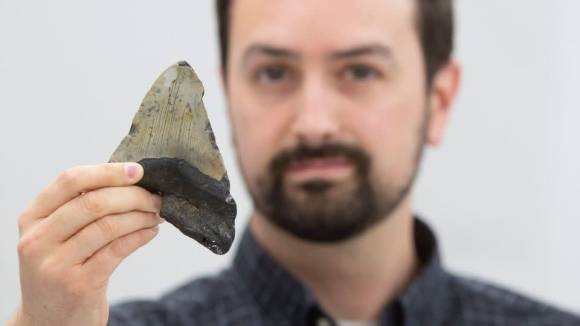 메갈로돈 이빨과 제러미 매코맥 박사. Uwe Dettmar for Goethe University