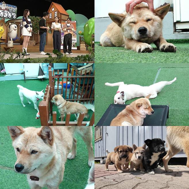 시사/교양 ‘TV동물농장’ (제공: SBS)