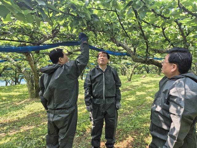 이정환 전북농협본부장(가운데)과 이우광 북전주농협 조합장(오른쪽)이 배 농장을 찾아 생육동향을 점검하고 있다.