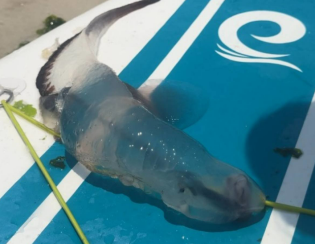 카리나리아 크리스타타 , 뉴스1