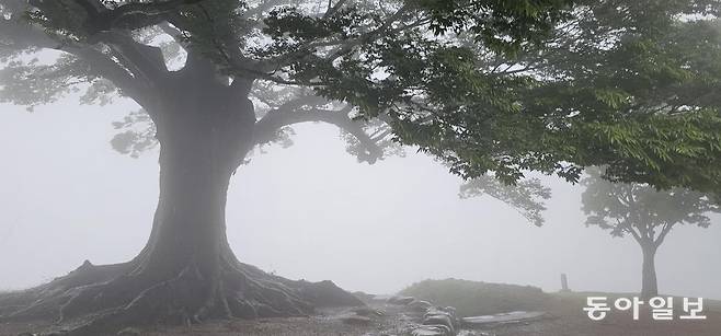 ‘부여 10경’ 중 하나로 꼽히는 가림성(성흥산성) ‘사랑나무’.