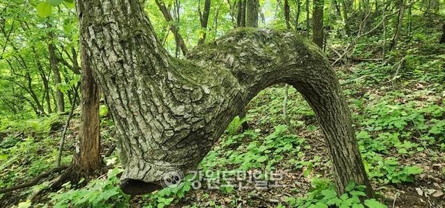 ▲ 대암산의 휜 참나무를 두고 어떤 이는 용을 닮았다고 했고, 또 다른 이는 멧돼지를 닮았다고 했다. 이동명 기자