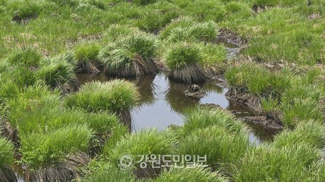 ▲ 인제 대암산 용늪에서는 ‘개적심’ 기우제가 다수 행해졌다. 대암산 용늪.