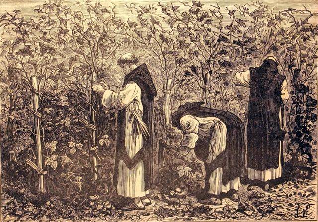 포도나무를 재배하고 있는 시토 수도원의 수도사들. 출처 미상.