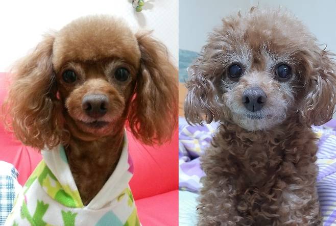 박 씨와 함께 나이가 든 은비의 과거와 현재. 왼쪽 사진은 은비가 6살일 때 모습(박성현 씨 제공) ⓒ 뉴스1