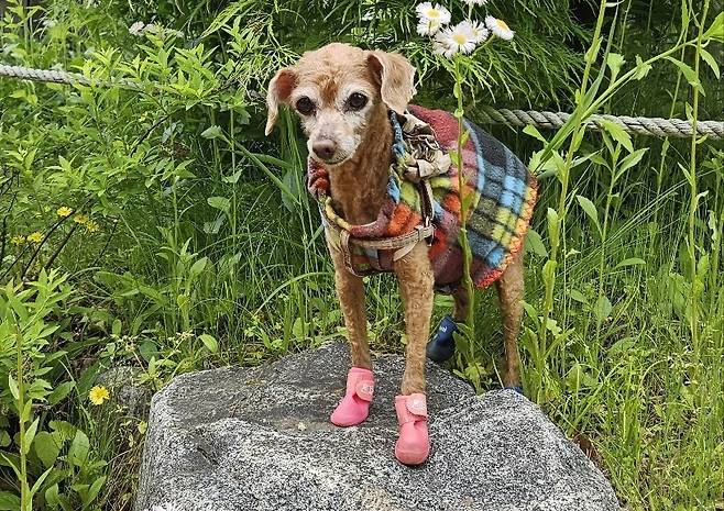 박성현 씨는 마지막 강아지 '은비'와 함께 오래 건강하게 살았으면 한다는 소망을 전했다(박성현 씨 제공). ⓒ 뉴스1