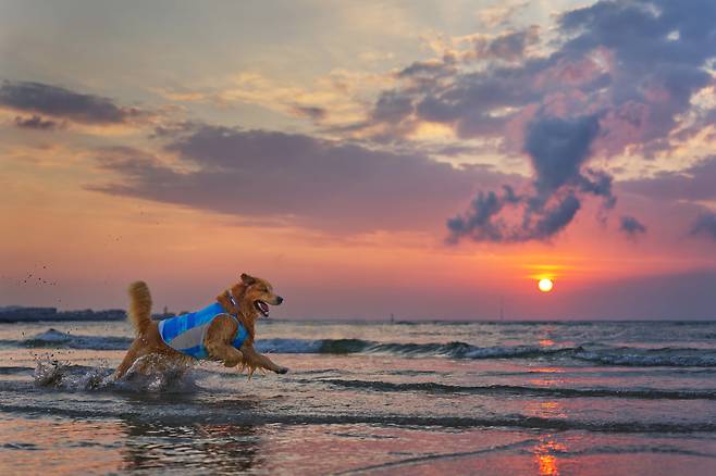 빨간 해가 지도록 제주도 곽지해수욕장에서 바다수영을 하면서 즐겁게 노는 마누. 2021년 10월/ 사진가 김원범