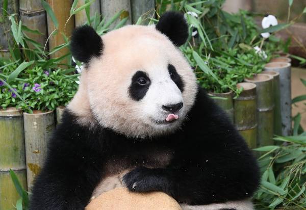 중국 송환 이후 꾸준히 건강이상설이 제기된 자이언트판다 푸바오에 대해 '할부지' 강철원 사육사가 입장을 밝혔다. 사진은 지난해 에버랜드 사육장에 있는 푸바오 모습. /사진=뉴스1