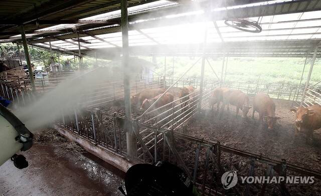 물 뿌리는 축사. 연합뉴스