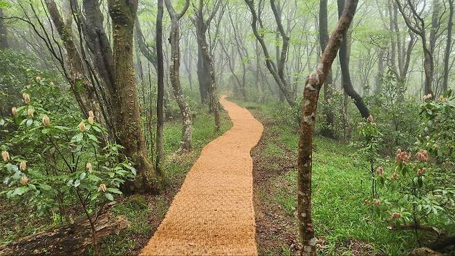 보행매트 교체 작업을 완료한 붉은오름자연휴양림 ⓒ서귀포시 제공