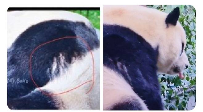 푸바오 팬들이 제시하며 주장한 사천성 판다기지 스태프의 푸바오 구타흔적
