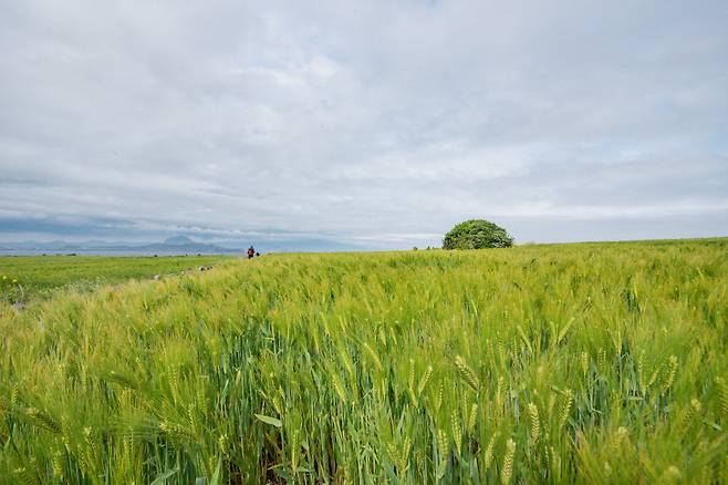 섬을 덮고 바다에 가 닿을 듯 흘러내린 청보리 초록 물결