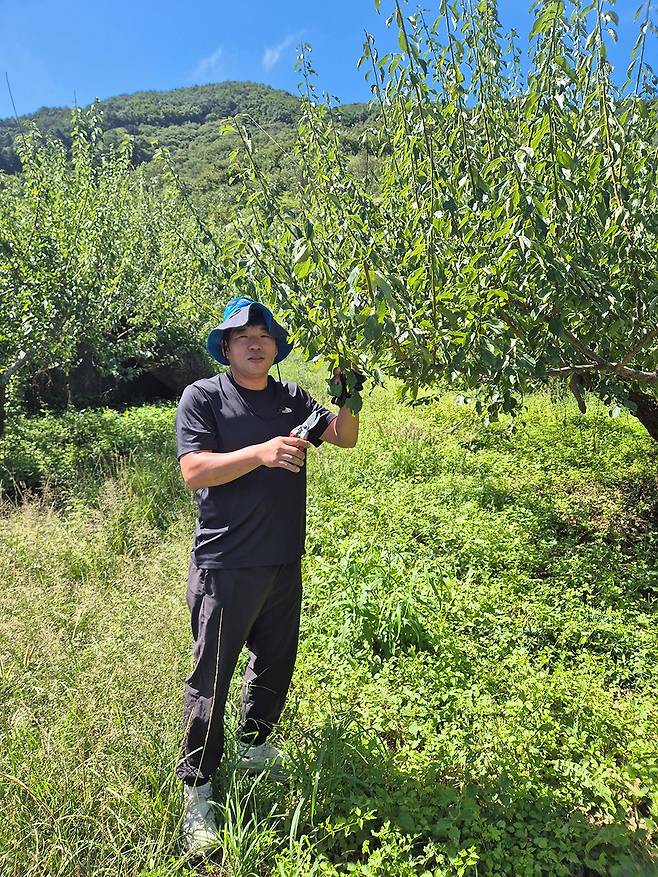 광양 유기농 매실이 전남도 6월의 친환경농산물로 선정됐다. 사진은 광양 다압면에서 유기농 매실을 재배하는 김정윤씨가 매실 나무를 다듬는 모습. <전남도 제공>