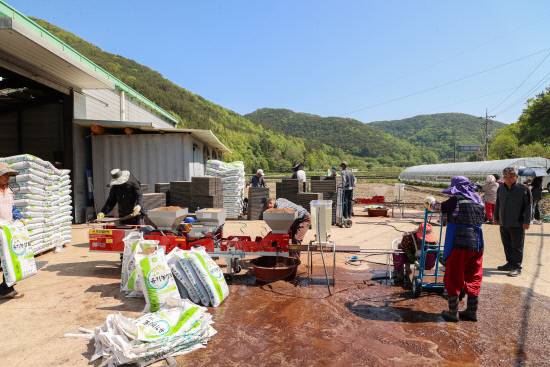 지난 4월 29일 개천면 친환경농업 벼 파종현장.