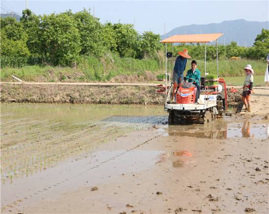 고성군 모내기 현장에서 직접 이앙기를 몰아보고 있는 이상근 군수.