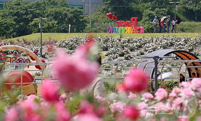 1일 전북 임실군 임실치즈테마파크 장미원에 장미꽃이 만개한 가운데 관광객들이 형형색색의 장미꽃을 보며 즐거운 시간을 보내고 있다. (임실군청 제공. 재판매 및 DB 금지) 2025.6.1/뉴스1 ⓒ News1 유경석 기자