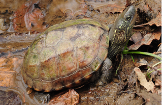 남생이 머리 윗면은 암녹색, 녹회색 또는 흑색을 띠며 특별한 무늬는 없으나 머리 측면 눈 뒤부터 목덜미까지 노란색 줄무늬가 여러 개 있다. 국립생태원 제공