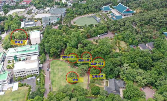 지난 2022년 천연기념물로 지정된 청와대 노거수군의 분포도. 사진 국가유산청