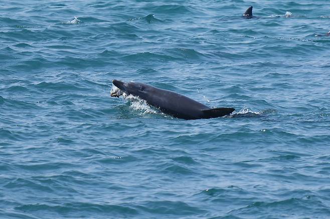 구강암 추정 돌고래 '턱이'. 사진=오승목 다큐제주 감독 제공.