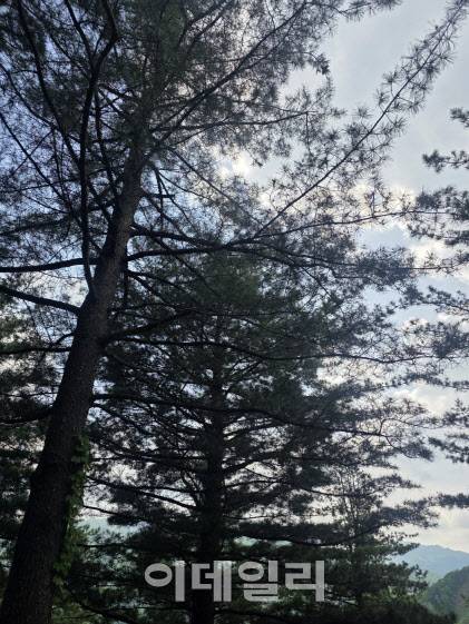 류형열 북상임산 대표가 식재한 50년생 잣나무. (사진=박진환 기자)