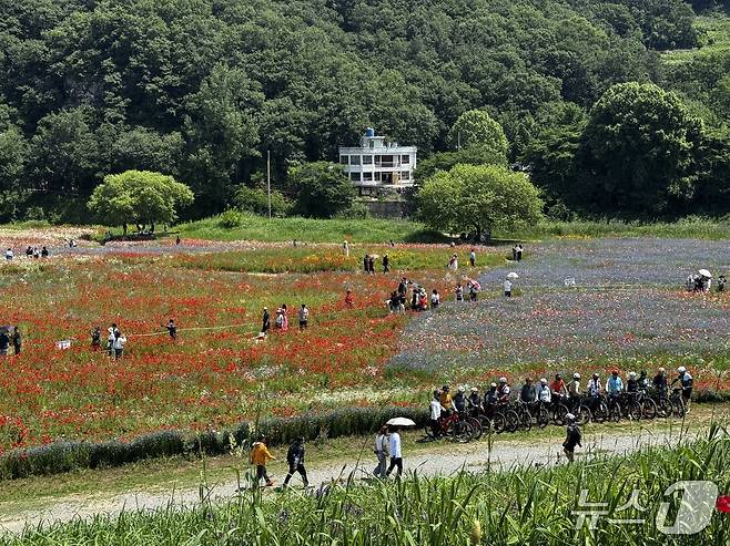 함안군 악양둑방길 봄꽃 경관단지(함안군 제공. 재판매 및 DB금지).