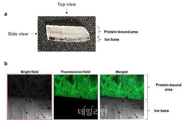 얼음결합 단백질이 얼음에 달라붙은 모습. ⓒ극지연구소