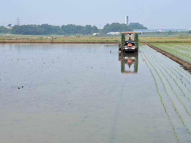 평택시는 '적기 모내기' 교육이 2025년 봄철 현장에서 성과를 나타내고 있다. 사진=평택시