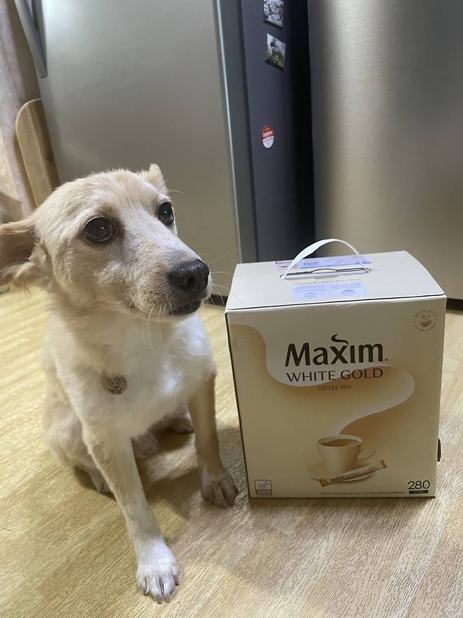 IMG_8108.jpeg 유기견 근황