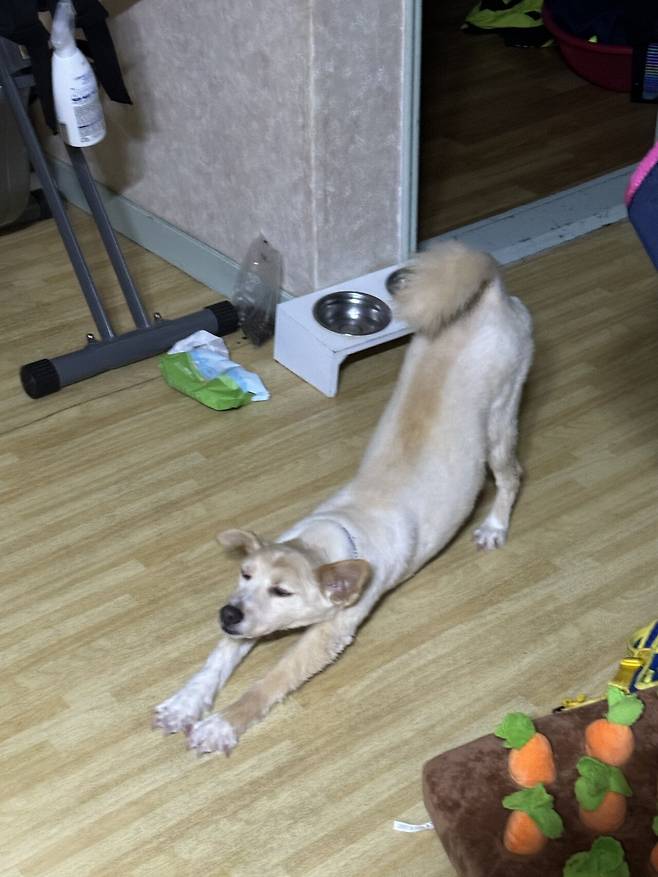 IMG_1433.jpeg 유기견 근황