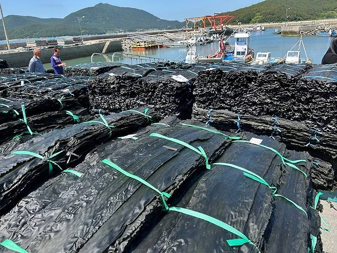 다시마 / 사진 = 완도군