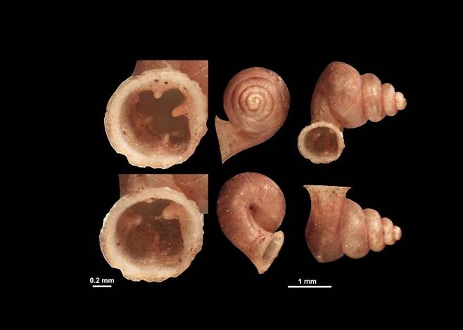 피카소의 등껍질과 돌기가 난 입구. 등껍질 소용돌이 바깥면에 직각에 가까운 굴곡이 져 있다. Gojsina V et al . 제공