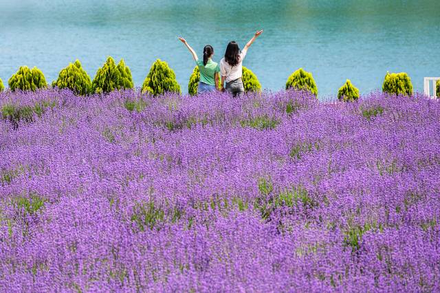 감성 사진 명소로 불리는 라벤더 꽃밭. 무릉별유천지 라벤더 축제 홈페이지