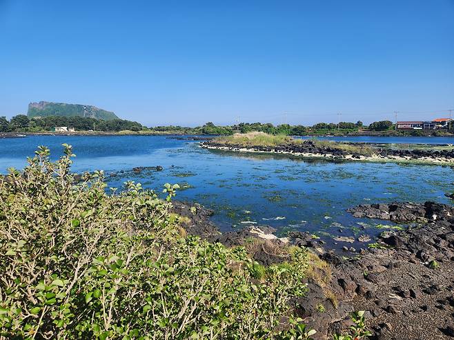4일 제주 서귀포시 성산읍 오조리 연안습지를 둘러싸고 일반 나무보다 탄소 저장 능력이 뛰어난 '황근'이 자라고 있다./문수빈 기자