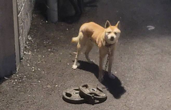 목에 무거운 바벨 원판을 매달고 헤매다 구조된 유기견 벨. ‘너와함개냥’ 인스타그램 갈무리