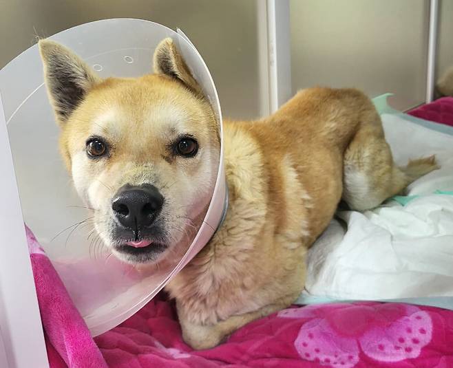 중성화 수술을 받은 벨은 입양을 기다리고 있다. 아아란 인스타그램 갈무리