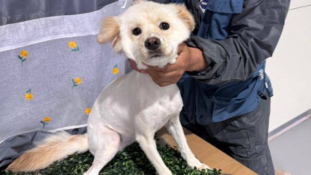 자매견은 서로 의지하며 지내고 있어 함께 입양 가면 좋겠다는 게 보호센터 관계자의 바람이다. 공고번호 경북-상주-2025-00090. 상주시 동물보호센터 제공