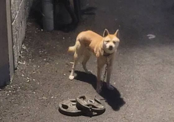 30kg 쇳덩이에 묶인 채 산에 유기된 강아지가 구조됐다. SNS 캡처