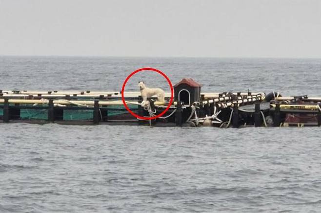 제주 지역 유기 동물 보호소 ‘행복이네’/동물보호단체 ‘케어’ 인스타그램