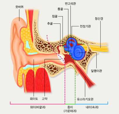 이관(유스타키오관)이 막혀 있지 않아도 비정상적으로 개방돼 있으면 유착성 중이염이 발생할 수 있다는 연구 결과가 발표됐다. 국가건강정보포털