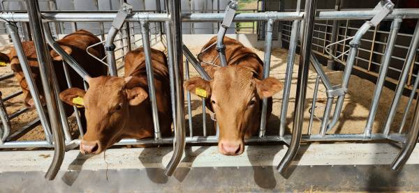 경남도가 올해 축산업 환경개선 사업을 벌인다. 사진은 도내 한 한우농가. 경남도 제공
