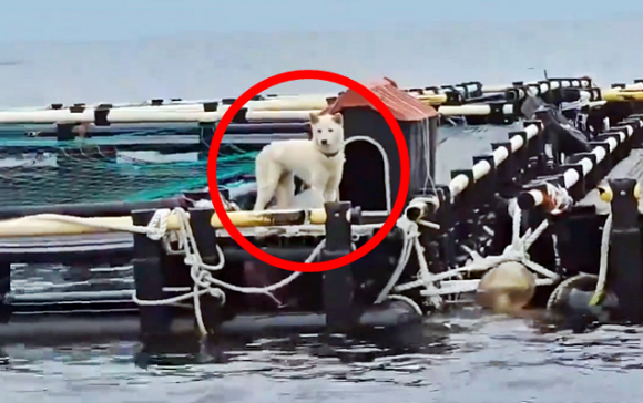 8일 제주 유기견·유기묘 보호소 ‘행복이네’는 서귀포시 안덕면 월라봉 앞바다에 설치된 한 가두리 양식장에 백구 한 마리가 묶여있다는 제보를 받았다. 이후 행복이네는 9일 동물보호단체 ‘케어’와 공동 구조 작업에 나섰으나, 한 발 빠르게 백구를 데려간 견주는 동물학대 혐의를 부인하고 있다. 2025.6.8 행복이네