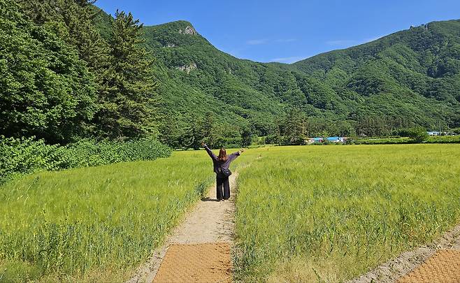 나리분지 보리밭길을 걷는 관광객. /울릉군