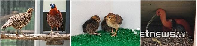 왼쪽부터 홍주계 한쌍 모습, 지난 5월 부화에 성공한 홍주계 새끼 모습, 홍따오기 성조와 부화한 새끼 모습.