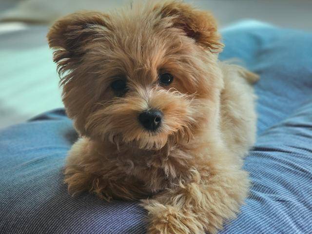 펫숍에서 분양받았다 수술비 든다고 파양됐던 테디. 확인 결과 진단 결과는 오진임이 밝혀졌다. 팅커벨프로젝트 제공